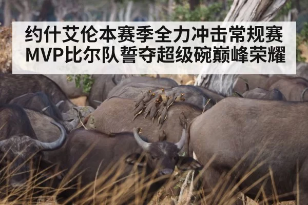 约什艾伦本赛季全力冲击常规赛MVP比尔队誓夺超级碗巅峰荣耀